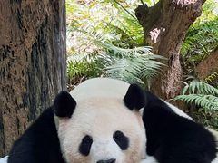 -广州长隆野生动物世界