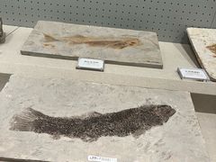 -辽宁古生物博物馆
