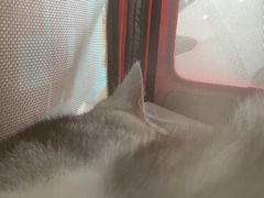 -艾贝尔宠物医院·24H转诊中心·肿瘤猫专科(江宁双龙店)