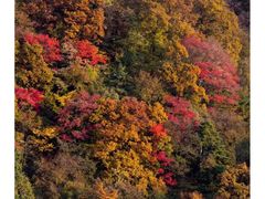 -王顺山国家森林公园