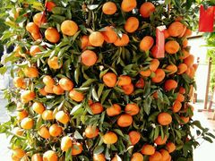 -三亚珠江南田温泉度假区