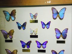 -上海昆虫博物馆