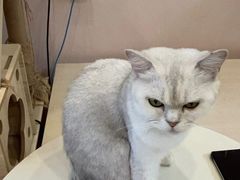 -猫咪派对(江南西店)