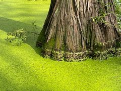-渌洋湖湿地公园