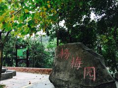 -大屏嶂森林公园