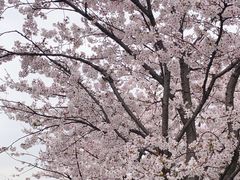 -宝山第一中心小学