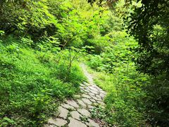 -上海滨江森林公园