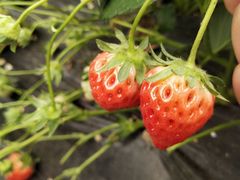 -苏格里岛自助海鲜火锅烧烤(大汉悦中心店)