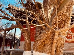 -大觉寺-停车场