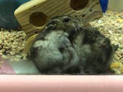 -钓仓鼠(洋桥北里小区店)