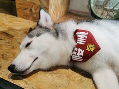 -Husky Go! 哈士奇体验馆·宠物咖啡厅狗咖