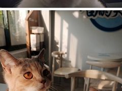 -喵的天空名猫咖啡馆·撸猫·猫舍·用品