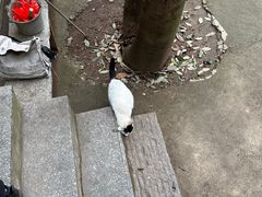 -三叠泉瀑布