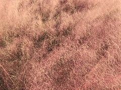 -蛇蟠岛