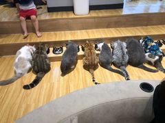 -啵啵喵·猫咖(攀华国际店)