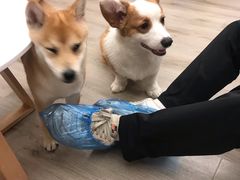 -浣熊柯尔鸭土拨鼠·电玩咖