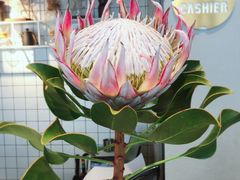 -卡朋厨房(289艺术园区店)