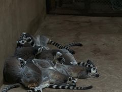 -沈阳森林动物园