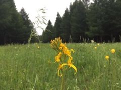 -塞罕坝国家级自然保护区