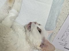 -天宠宠物医院24小时·急重症诊疗中心·全科·腔镜特色(和平分院)