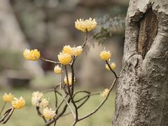 -笑来喜馄饨小笼工坊店(湖滨街店)