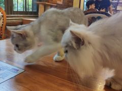 -more than meow吴止猫主题餐厅(承德 中船汇店)