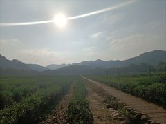 -中国茶叶博物馆(双峰馆区)