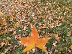 -重庆市江北嘴中央商务区中央公园