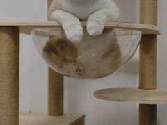 -小猫来了·猫舍(红山六九七九店)