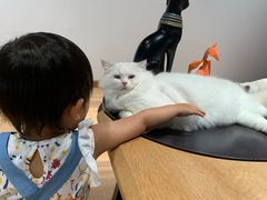 -瞄一喵猫咖(格力海岸店)