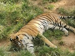 -西霞口神雕山野生动物世界