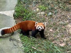 -都江堰中华大熊猫苑