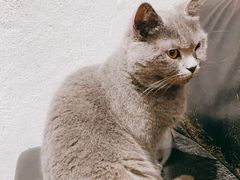 -猫色咖啡·猫咖