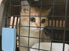 -瑞鹏宠物医院·宠保定点·心脏科·内科(御桥分院)