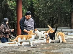 -四门塔风景区