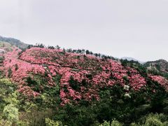 -木兰云雾山