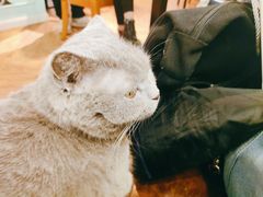 -猫小院猫主题餐厅(三里屯店)
