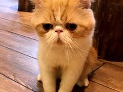 -more than meow吴止猫主题餐厅(承德 中船汇店)