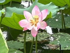 -荔湾湖公园