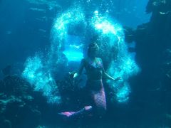 -海棠湾洲际-涛·海底餐厅·美人鱼·自助餐·海底隧道