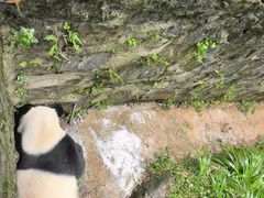 -都江堰中华大熊猫苑