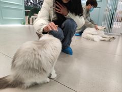 -安格丽娜·狗咖·猫咖羊驼咖(春熙路百盛商场店)