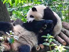 -成都大熊猫繁育研究基地