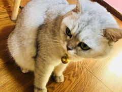 -李小姐の猫咖啡馆(五角场店)