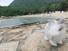 -杨梅坑