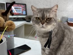 -喵园·猫主题咖啡厅·撸猫·猫咖(国贸店)