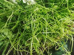 -亮欢寨(凯里总店)