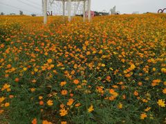 -紫颐香薰山谷景区