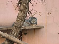 -青藏高原野生动物园