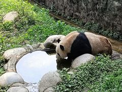-都江堰中华大熊猫苑